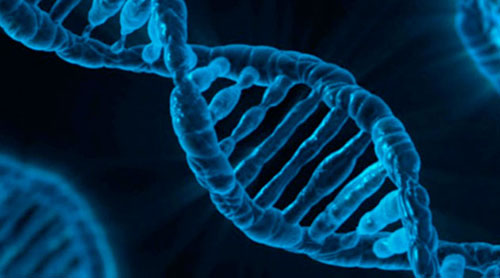 Cientistas confirmaram uma nova estrutura de DNA dentro de células humanas